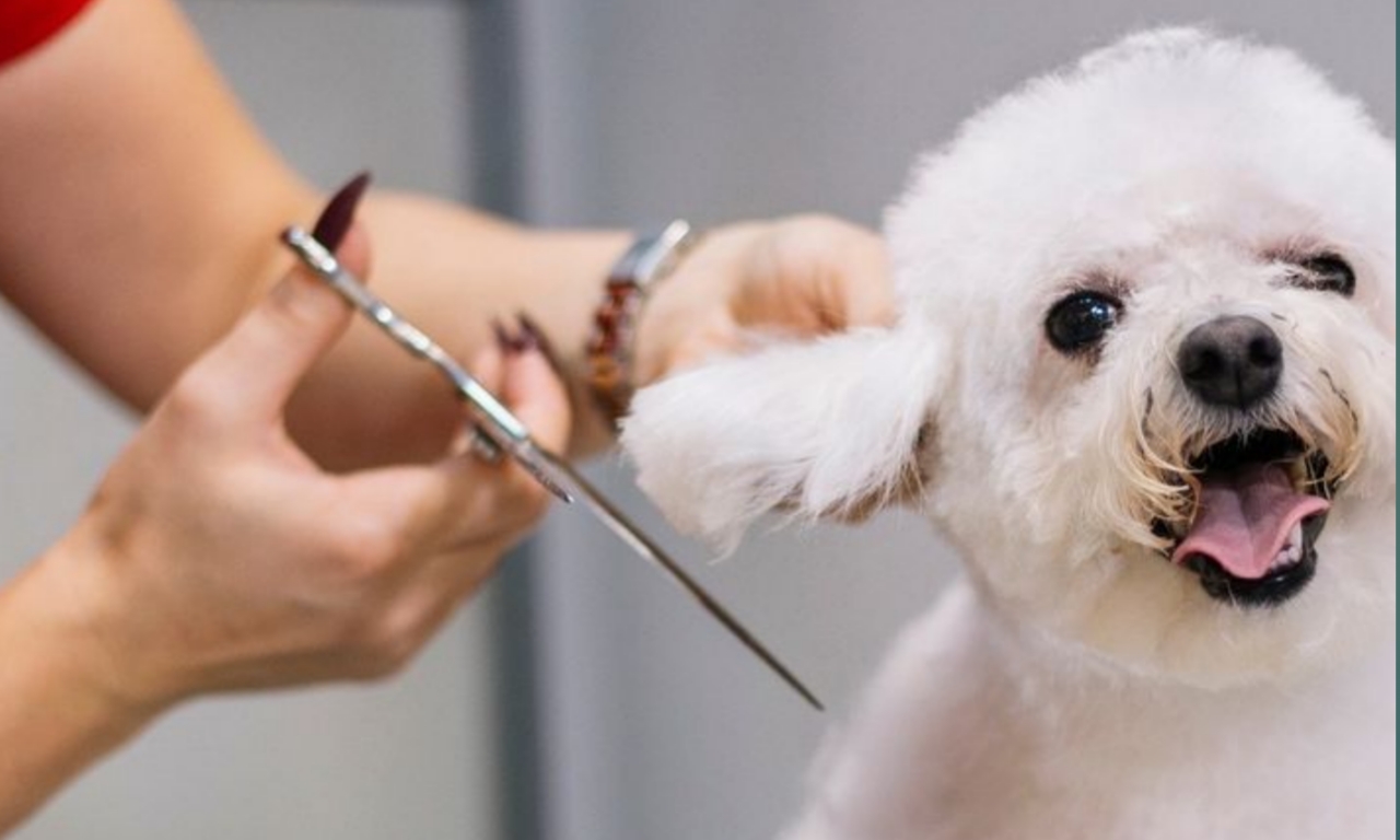 Pet in mobile grooming session