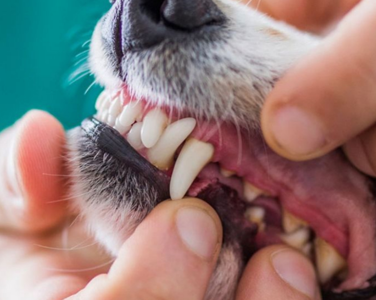 Wags To Riches grooming session